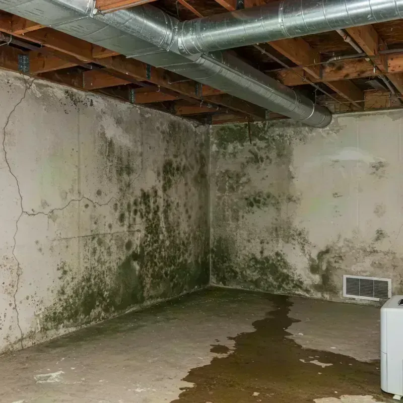 Professional Mold Removal in Nicholasville, KY